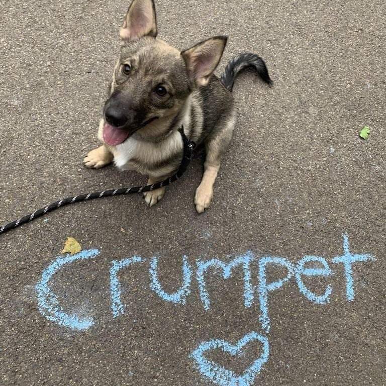 July 2021--Crumpet arrives!