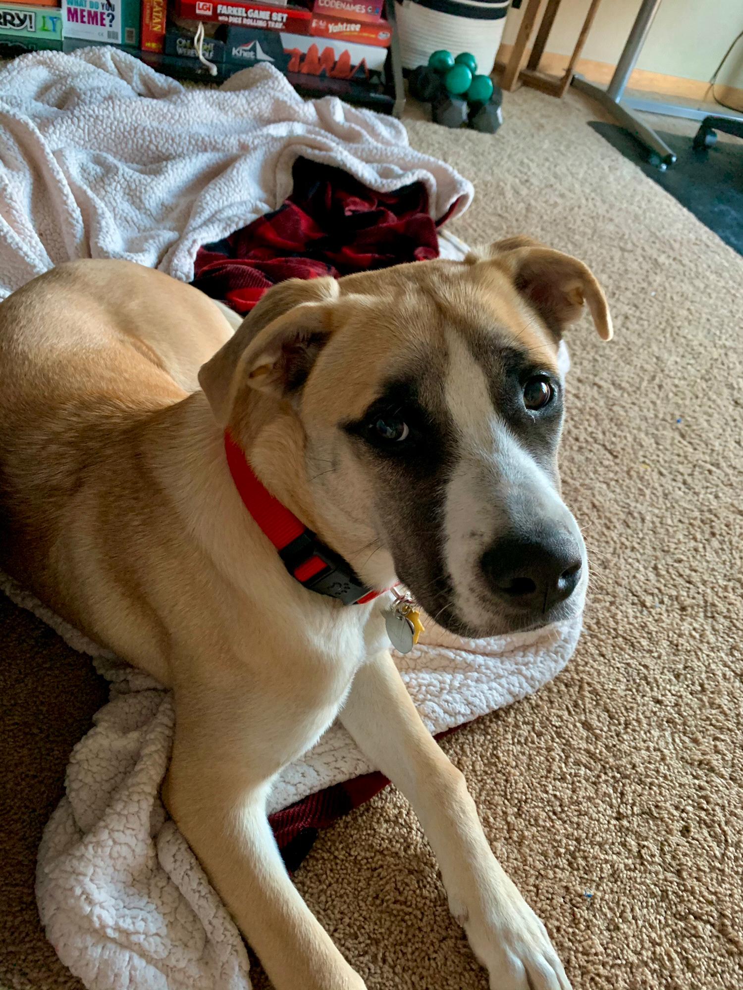 November 2020: We adopted Ernie!