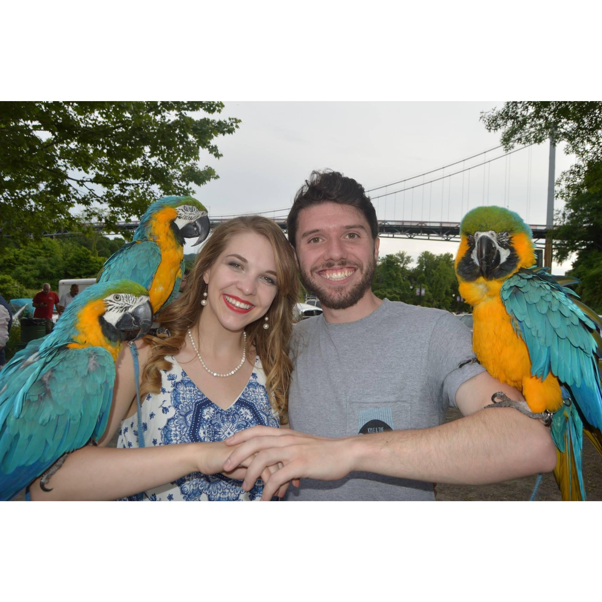 Peace Parrots