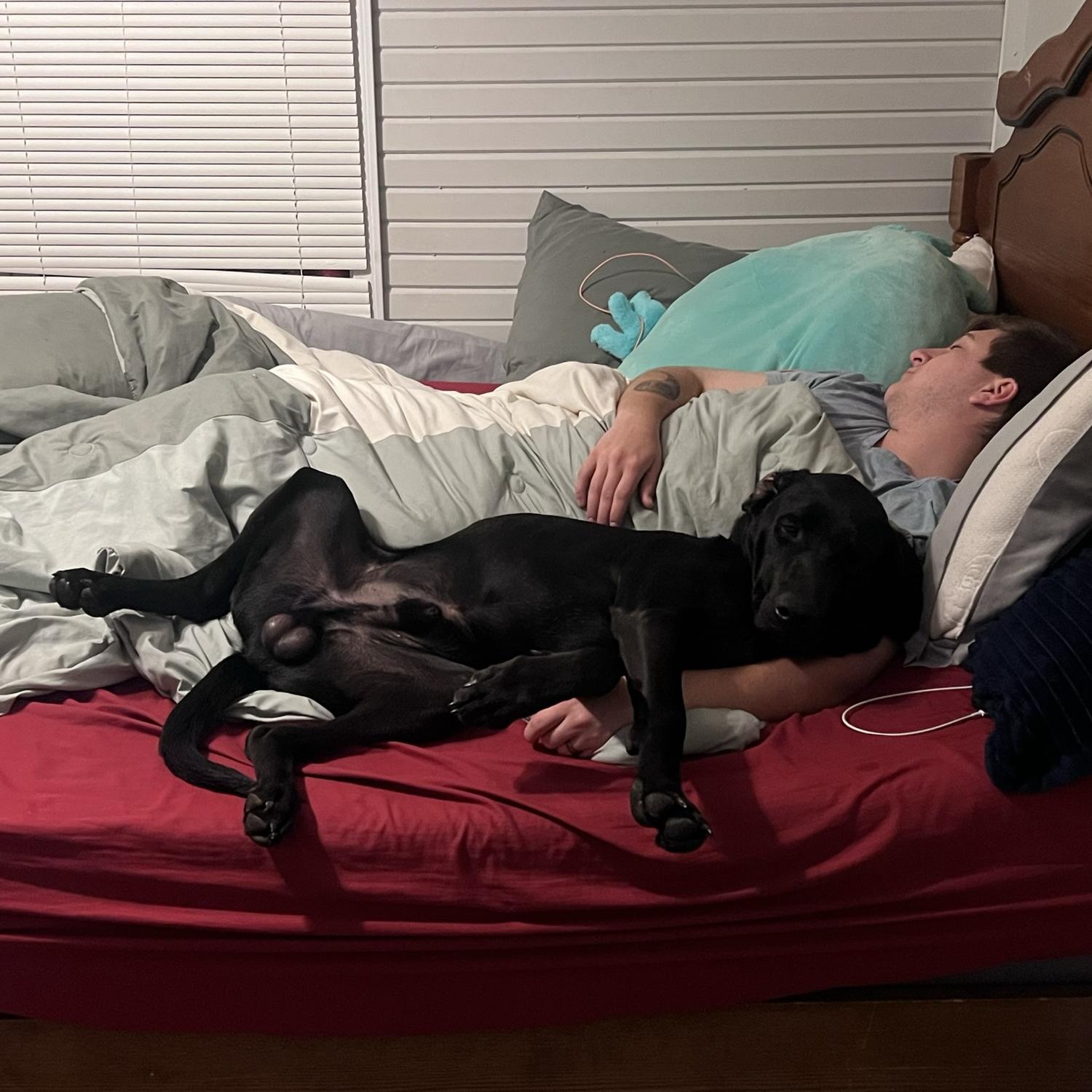 Toby breaking his own rule of no dogs in the bed