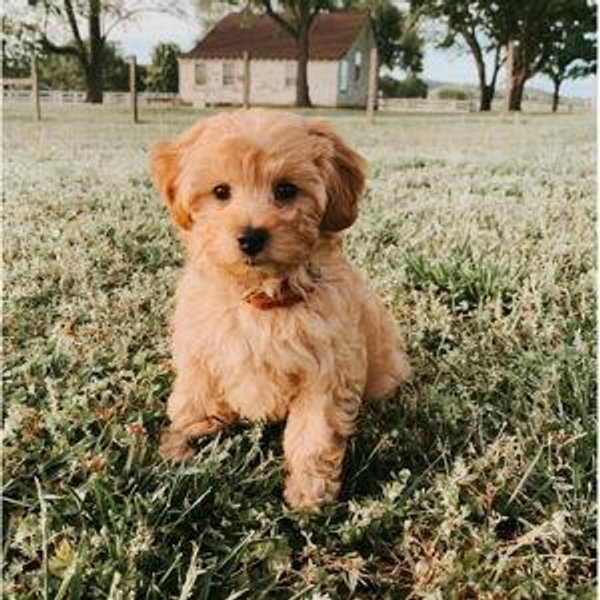 Puppy Fund - Credit Card