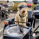 Sidecar Tours