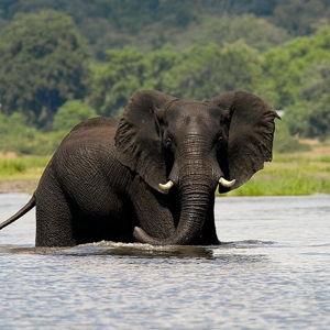 Chobe Full Day Safari