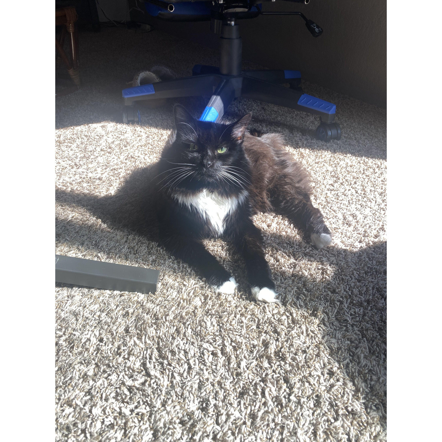 Our fur baby Princess