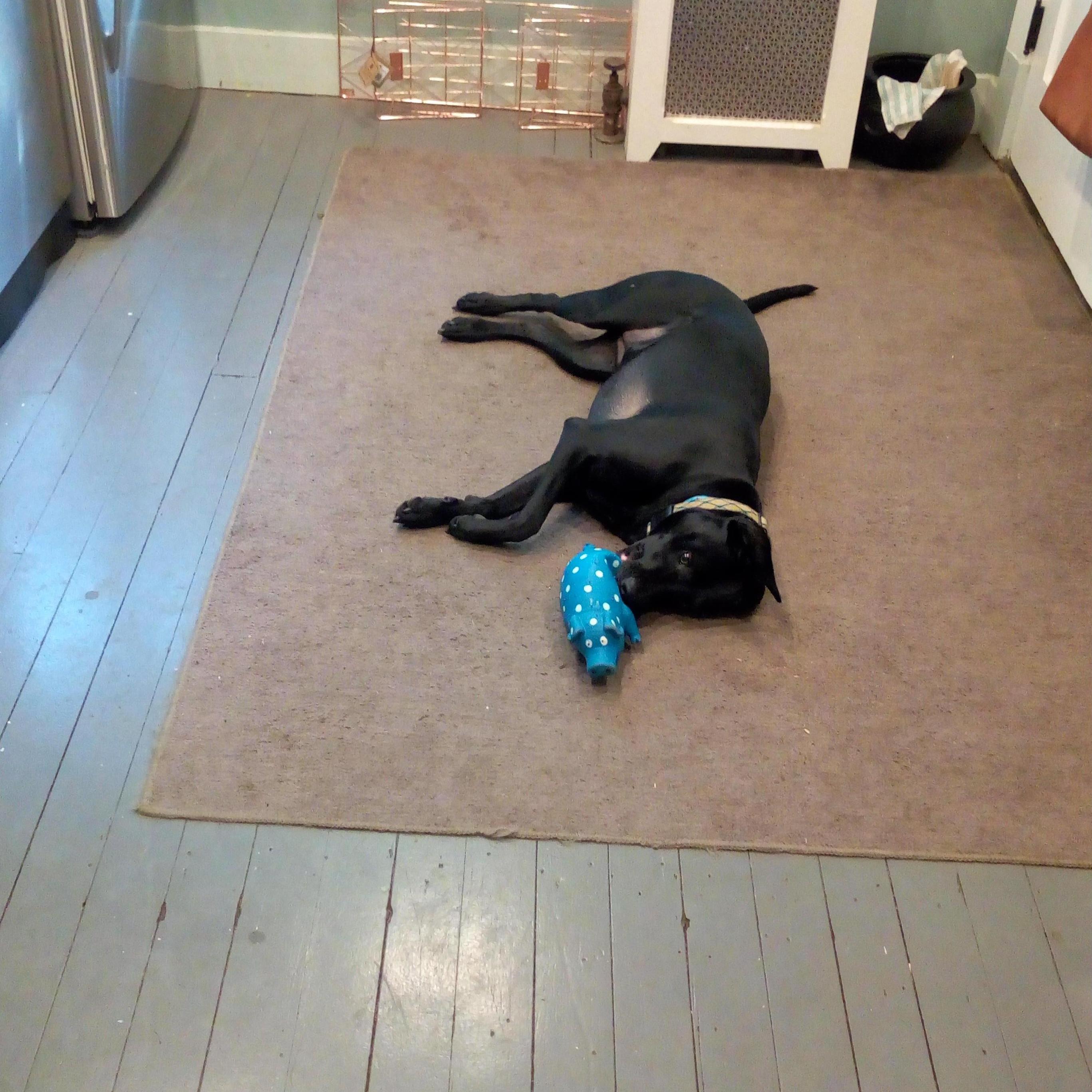 Basil loves her piggy!