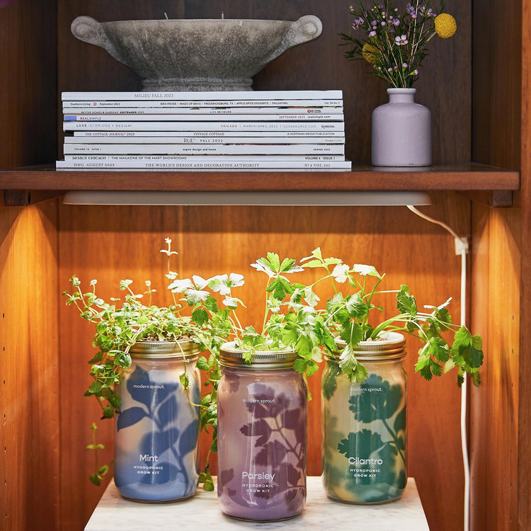 Modern Sprout, Herb Garden Jar Kit | Zola