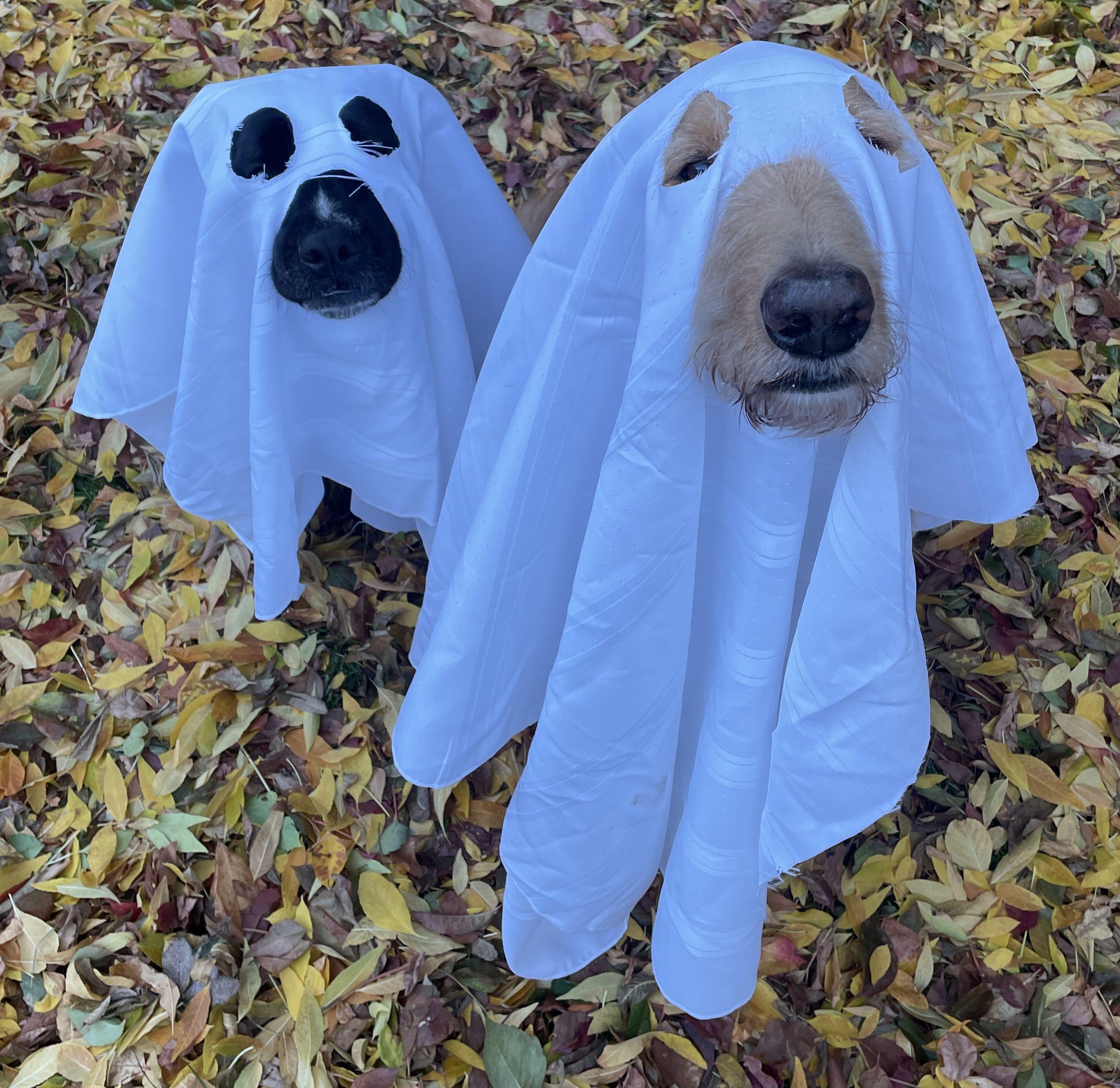 The Wedding Website of Sabrina Sherwood and Brendon Garcia