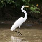 Colibri Tours
