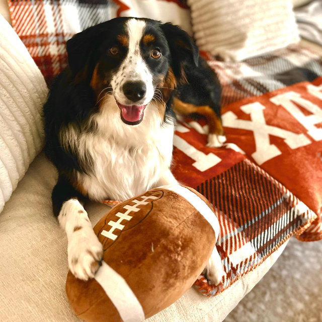 Treats for Jet