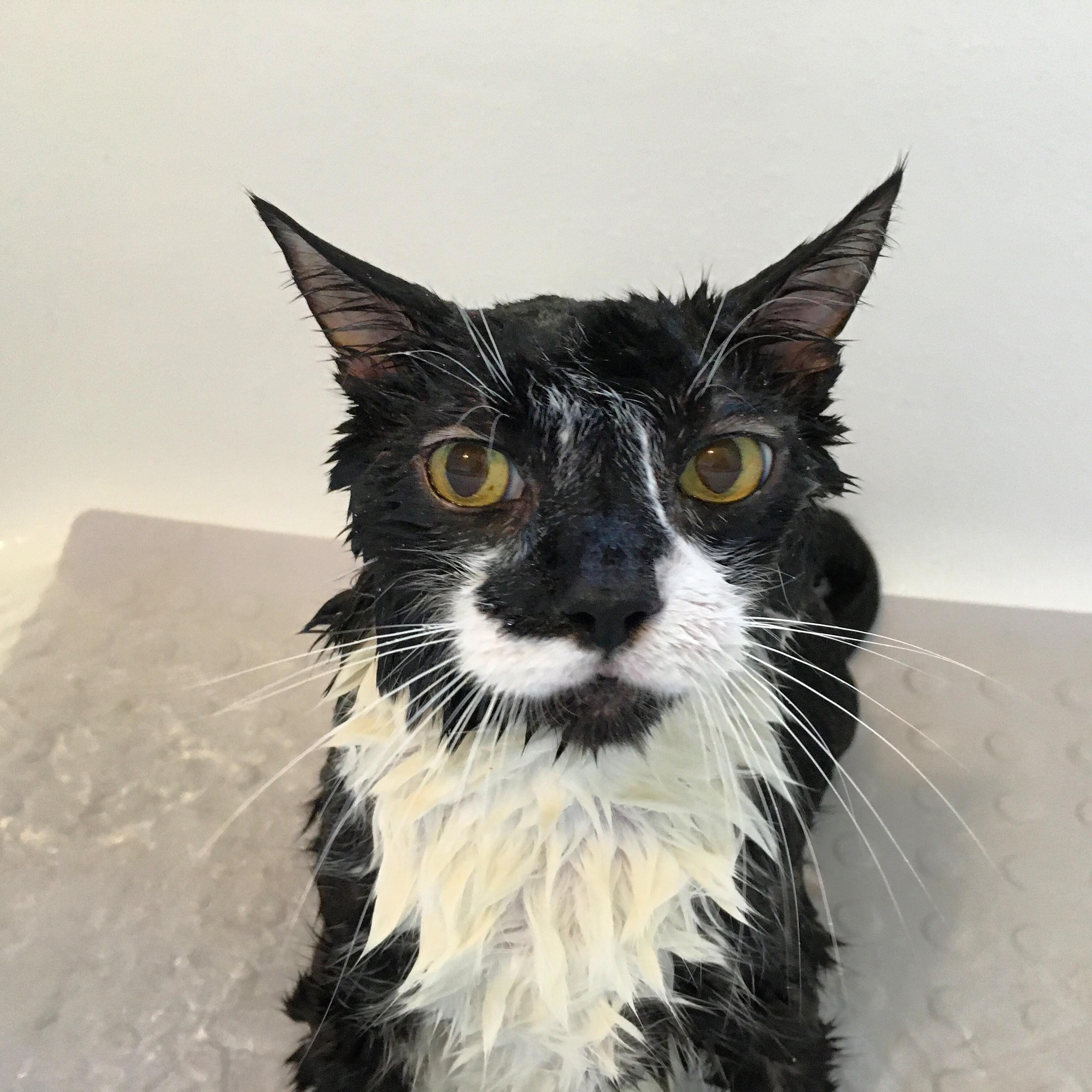 Hades after a torturous bath