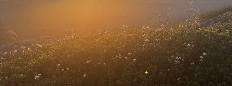 The Wedding Website of Soren Herron Donisvitch and Asha Dimatteo-Lepape