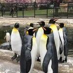 Edinburgh Zoo