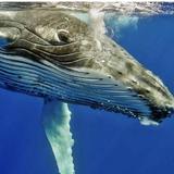 Go Whale Watching
