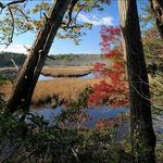 Bush Mill Stream Natural Area Preserve
