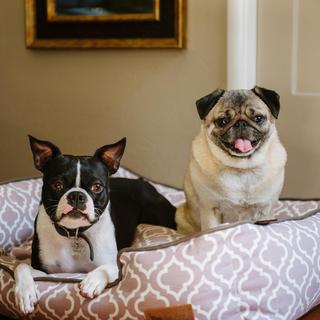 Moroccan Lounge Pet Bed