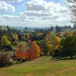Golden Valley Tree Park