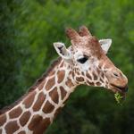 Sacramento Zoo