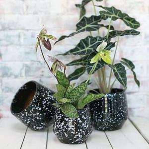 Speckled Planters