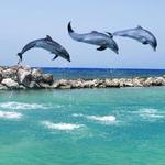 Dolphin Cove