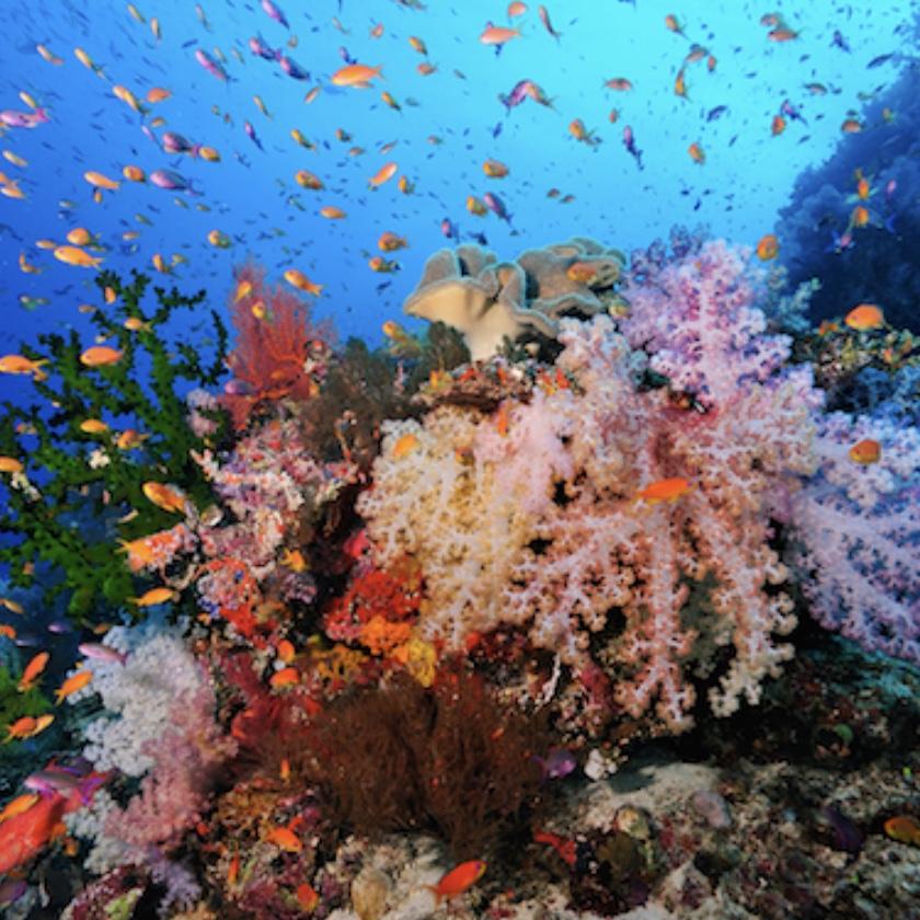 Snorkeling in Fiji