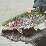 FLY FISHING