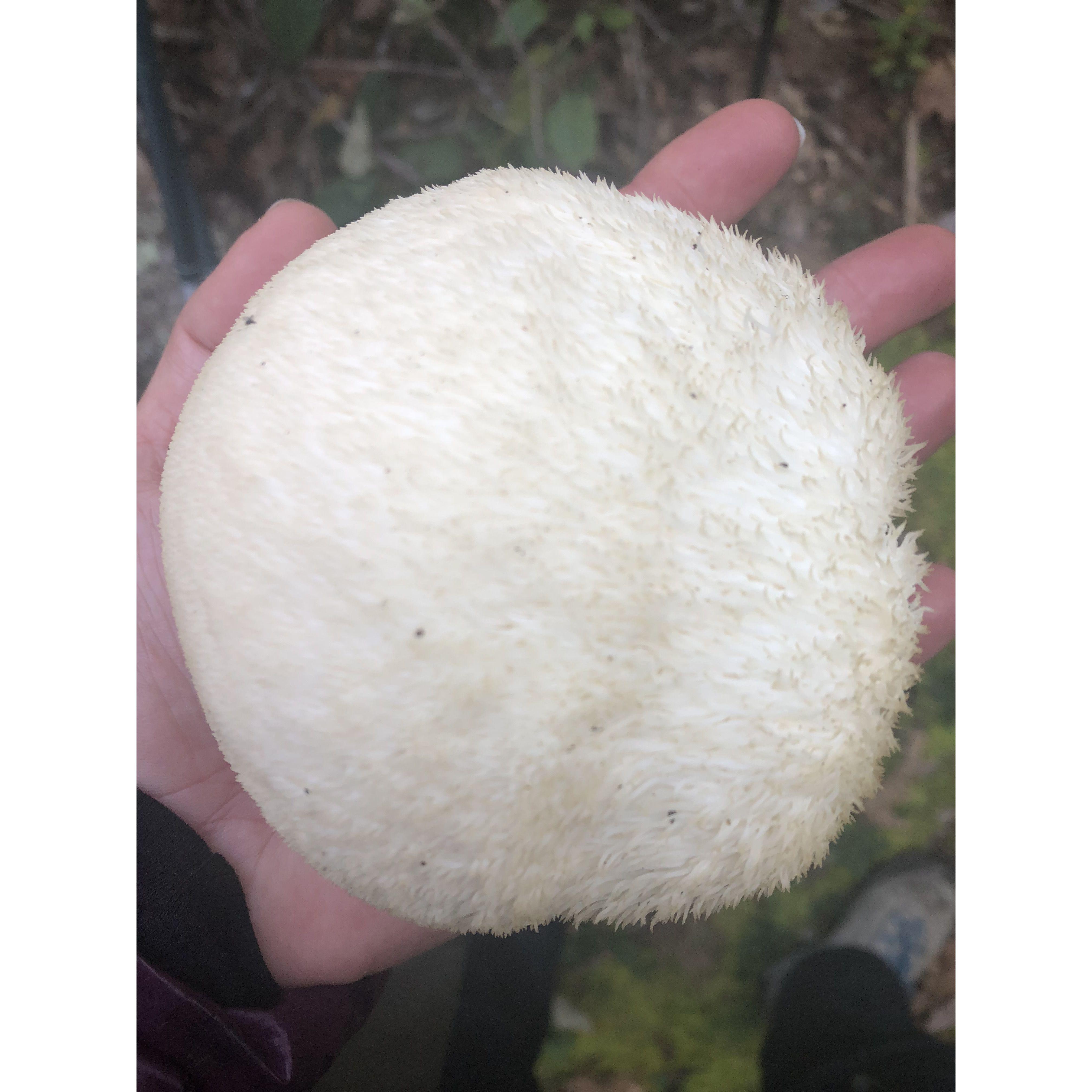 Lions Mane