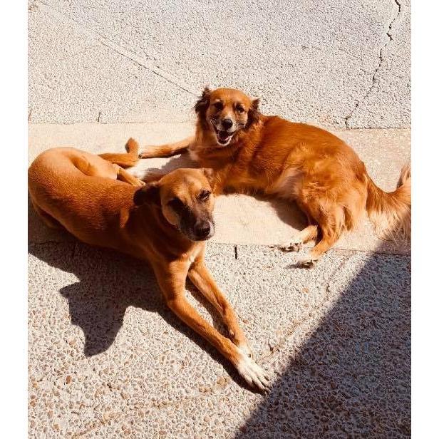 Poochie and Ellie <3