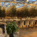 Friðheimar Restaurant