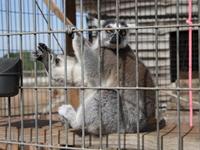 Zootastic Park