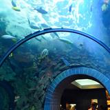 The Dallas World Aquarium