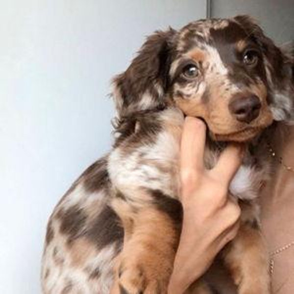 We want a pup!