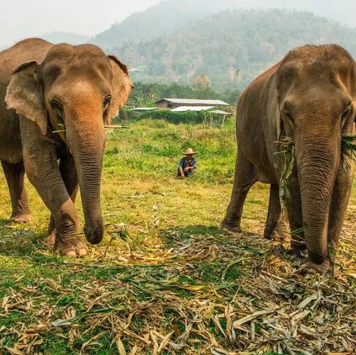 Visit to an Elephant Sanctuary