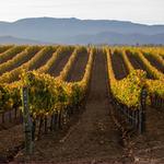 Temecula Wine Country
