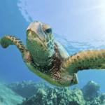 Pride of Maui