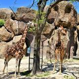 Philadelphia Zoo