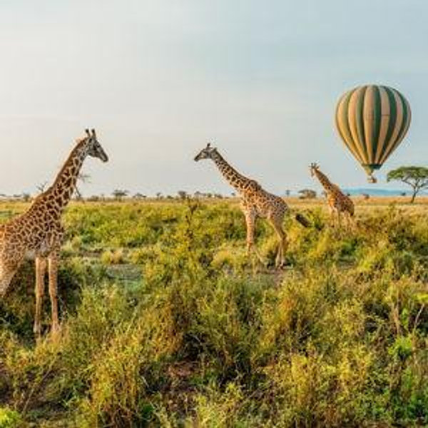 Serengeti Hot Air Balloon Ride