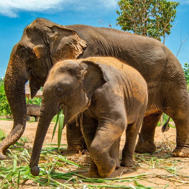 Elephant sanctuary, Thailand