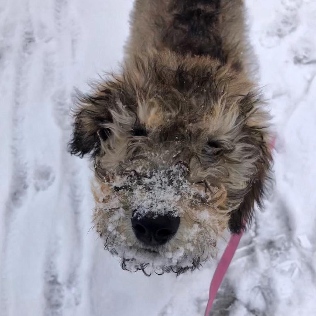 Lola joined our family and we became dog parents! (December 2018)