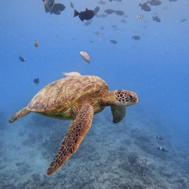Honeymoon Snorkeling with Sea Turtles at Turtle Canyon