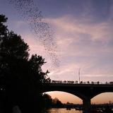 See The Bats on Congress Bridge