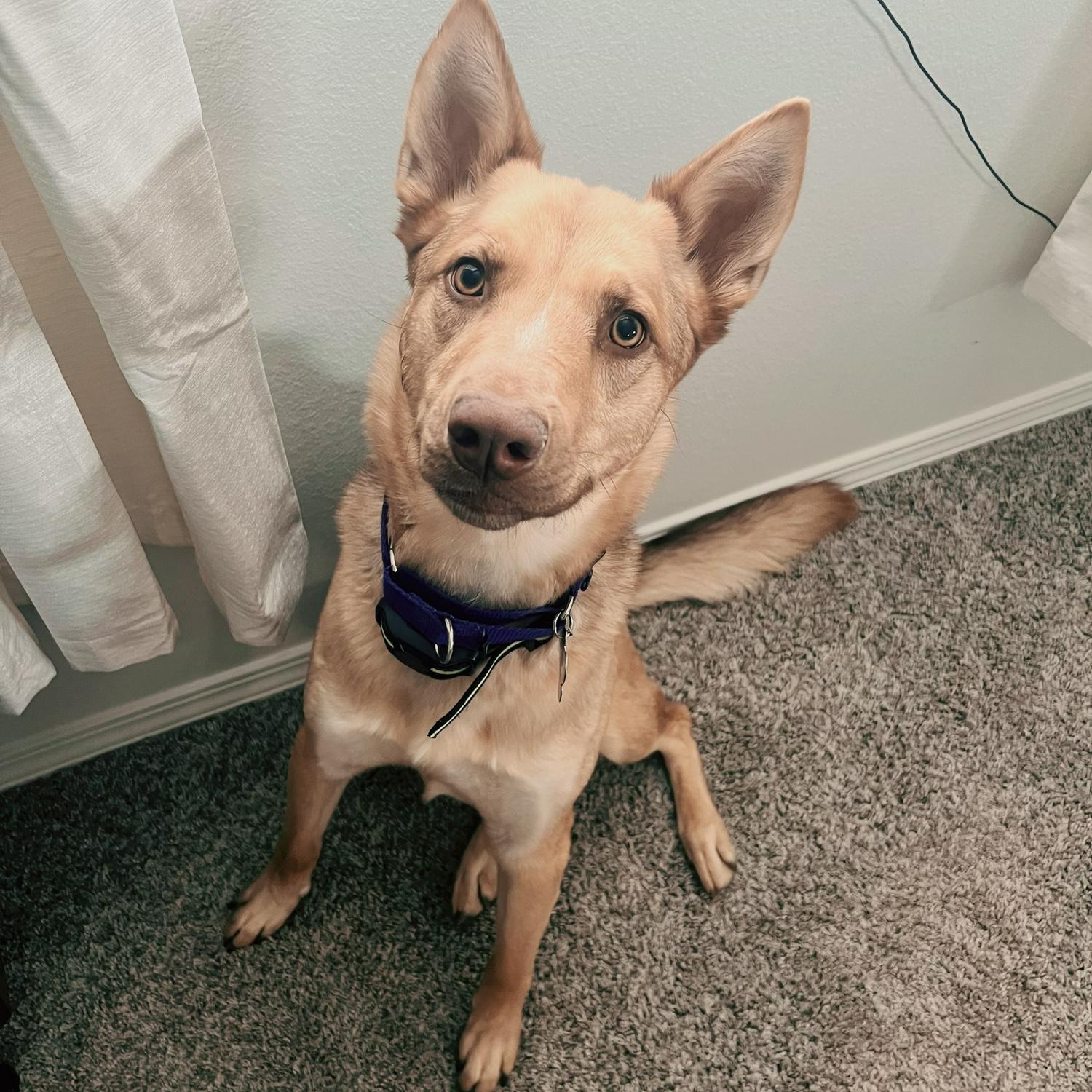 Madison The German Shepherd.
Stephanie’s Liver Colored Fur Baby.
She’s the Hitman in a Dog Mafia.