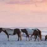 Assateague Island National Seashore