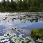 Volo Bog State Natural Area