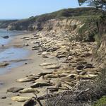Año Nuevo State Park