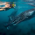 Oslob Whale Shark Viewing