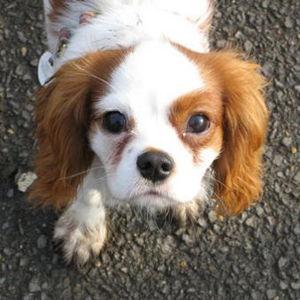 Our New Puppy Fund