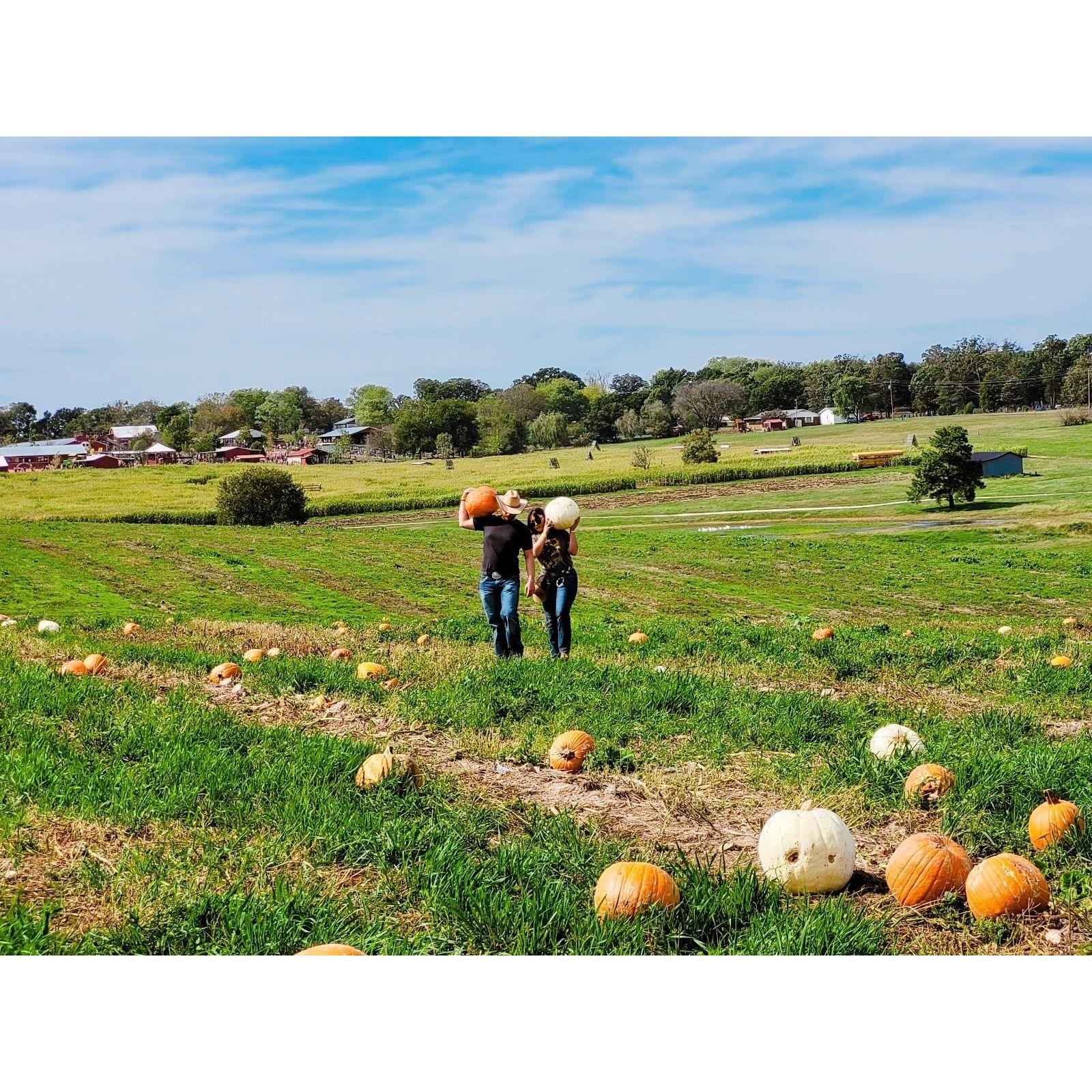 Did Jake walk the entire field to find me some cute pumpkins? Yes, yes he did.