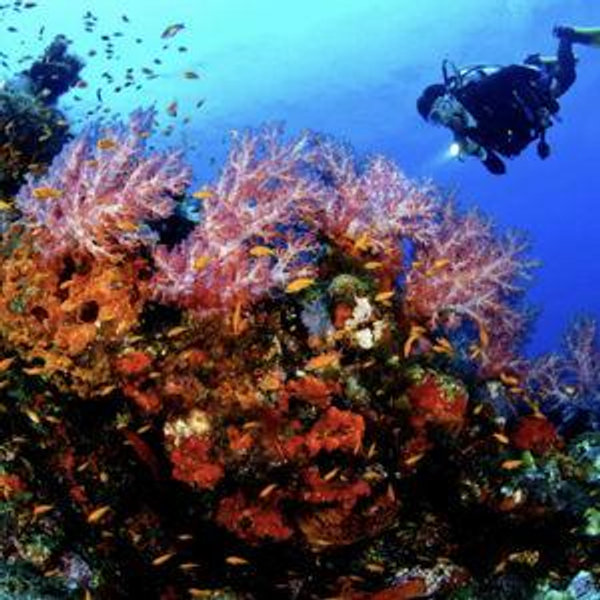Honeymoon Excursions