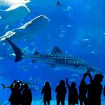 Shedd Aquarium
