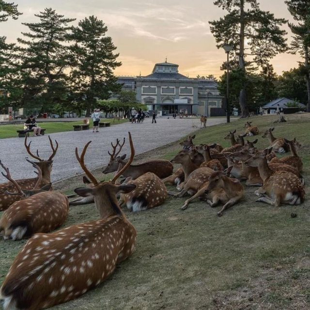 Nara Deer Park